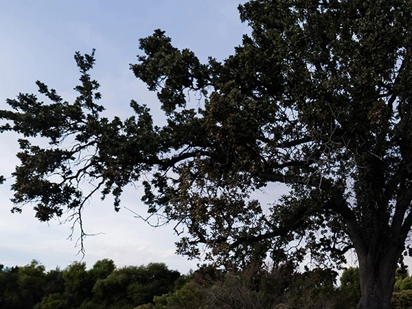 Creative Edit Sky Replacement