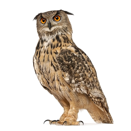 A La Carte Services Galexia Editing